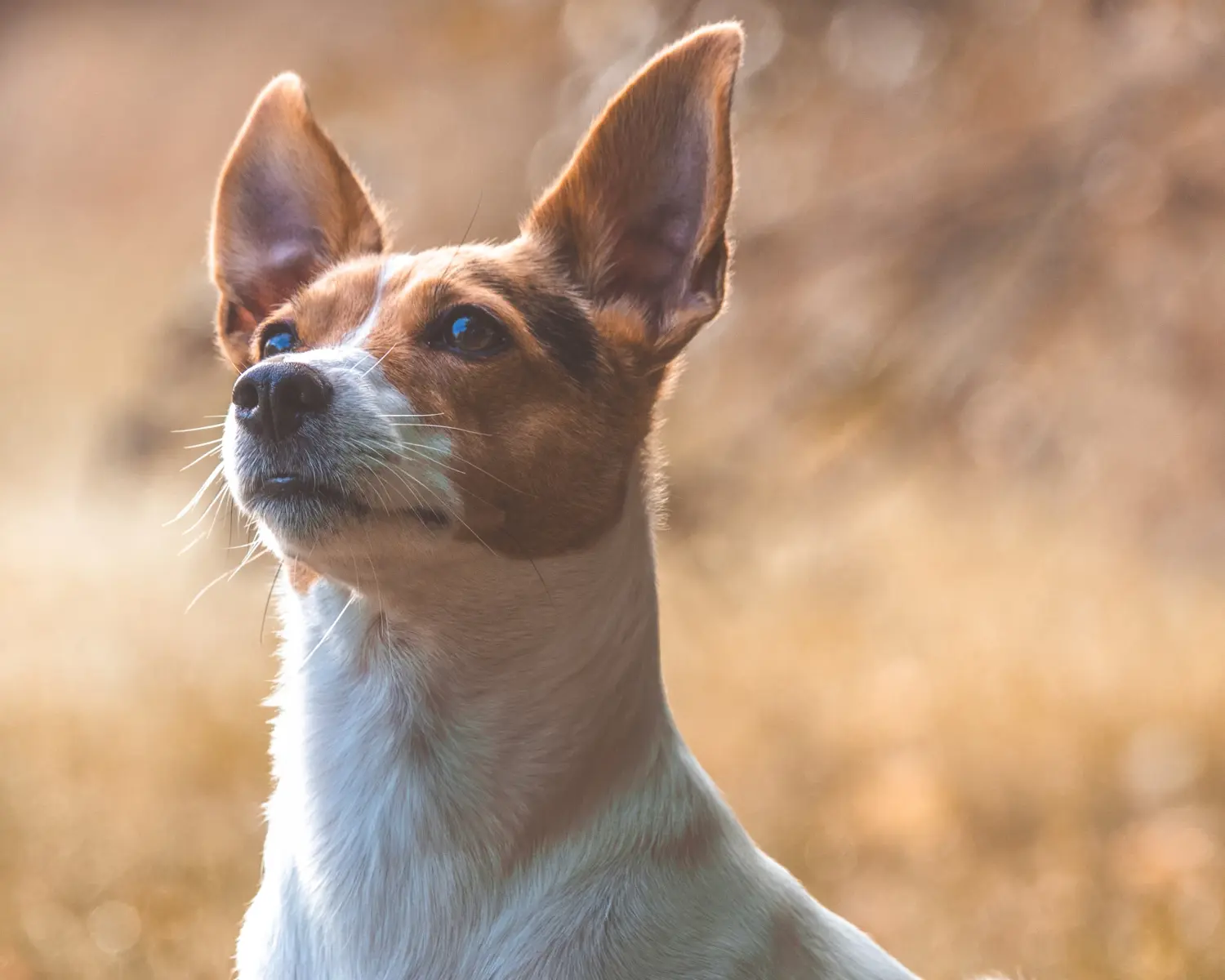 Hunde von GK Fotografie & Design