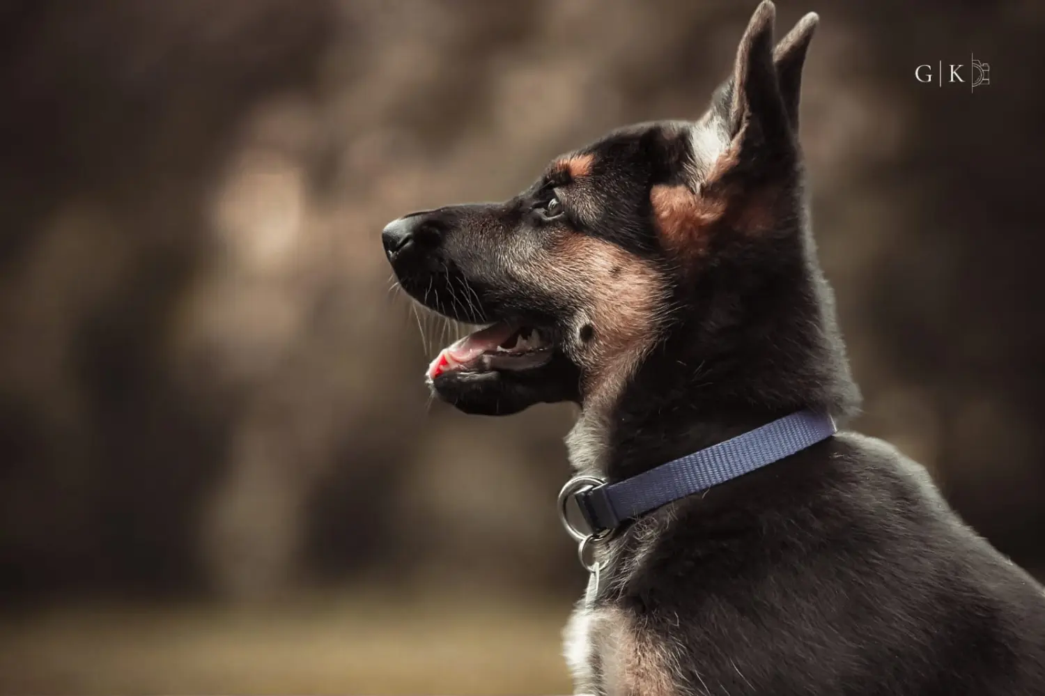 Welpen von GK Fotografie & Design